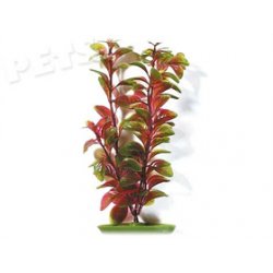 Rostlina Red Ludwigia 30 cm - 1ks