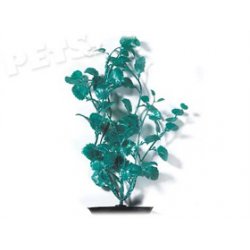 Rostlina Cardamine zelená 30 cm - 1ks