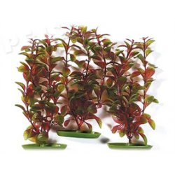 Rostlina Red Ludwigia 30 cm - 3ks