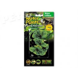Rostlina plovoucí Water Lettuce - 1ks
