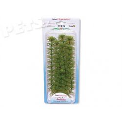 Rostlina Ambulia Plus 23 cm - 1ks