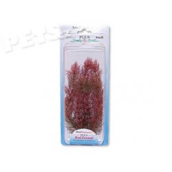 Rostlina Red Foxtail Plus 23 cm - 1ks