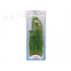 Rostlina Ambulia Plus 30 cm - 1ks