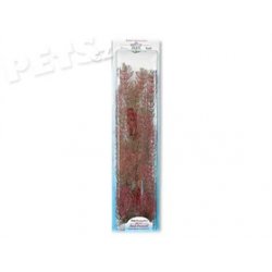 Rostlina Red Foxtail Plus 46 cm - 1ks