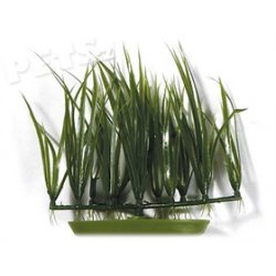 Rostlina Micro Sagittaria 13 cm - 1ks