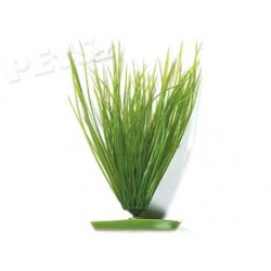 Rostlina Hairgrass 20 cm - 1ks