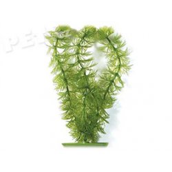 Rostlina Hornwort 20 cm - 1ks