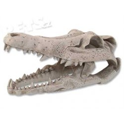 Dekorace akvarijní Krokodýlí lebka - 1ks