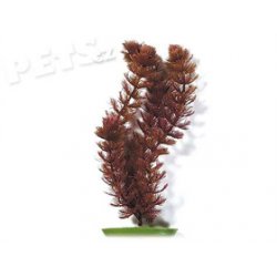 Rostlina Foxtail 20 cm - 1ks