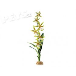 Rostlina ExoTerra Spider Orchid - 1ks